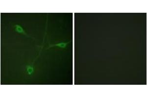 Immunofluorescence analysis of NIH-3T3 cells, using HSP90B (Phospho-Ser226) Antibody.