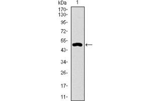 Western blot analysis using CD33 antibody against HEK293 (1) and CD33 (AA: 15-237) -hIgGFc transfected HEK293 (2) cell lysate. (CD33 antibody  (AA 15-237))