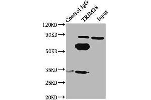 Immunoprecipitating TRIM28 in Hela whole cell lysate Lane 1: Rabbit control IgG(1 μg)instead of ABIN7172712 in Hela whole cell lysate. (KAP1 antibody  (AA 22-291))