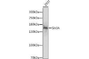 Western blot analysis of extracts of 293T cells, using Sin3A antibody (ABIN6132657, ABIN6147774, ABIN6147775 and ABIN6218102) at 1:1000 dilution. (SIN3A antibody  (AA 1-120))