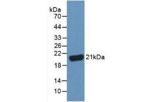Figure. (C8G antibody  (AA 39-202))