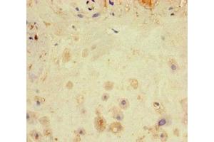 Immunohistochemistry of paraffin-embedded human placenta tissue using ABIN7169059 at dilution of 1:100