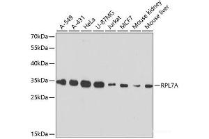 Western blot analysis of extracts of various cell lines using RPL7A Polyclonal Antibody at dilution of 1:3000. (RPL7A antibody)