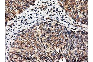 Image no. 8 for anti-Heme Oxygenase (Decycling) 2 (HMOX2) antibody (ABIN1498691) (HMOX2 antibody)