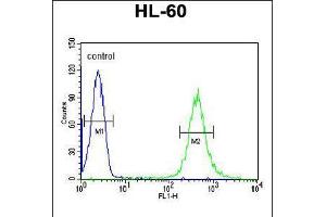 Flow cytometric analysis of HL-60 cells (right histogram) compared to a negative control cell (left histogram). (HOXA3 antibody  (C-Term))