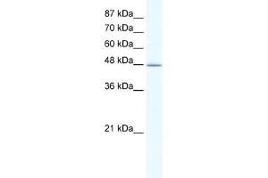 WB Suggested Anti-DMAP1 Antibody Titration:  1. (DMAP1 antibody  (N-Term))