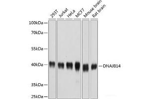 Western blot analysis of extracts of various cell lines using DNAJB14 Polyclonal Antibody at dilution of 1:1000. (DNAJB14 antibody)