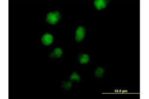 Immunofluorescence of purified MaxPab antibody to ZNF42 on HeLa cell. (MZF1 antibody  (AA 1-734))