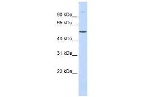 C19orf2 antibody used at 0. (URI1 antibody  (Middle Region))
