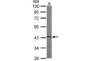 WB Image Sample (50 ug of whole cell lysate) A: Mouse brain 10% SDS PAGE antibody diluted at 1:1000 (PRKACA antibody  (Center))