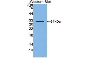 Western Blotting (WB) image for anti-Kallikrein 1 (KLK1) (AA 21-261) antibody (ABIN3207468) (Kallikrein 1 antibody  (AA 21-261))