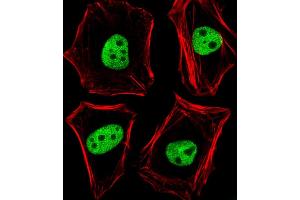Fluorescent image of Hela cells stained with TLE1 Antibody (N-term) (ABIN6244026 and ABIN6577784). (TLE1 antibody  (N-Term))
