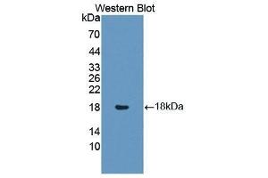 Western Blotting (WB) image for anti-Insulin Like Protein 3 (AA 2-129) antibody (ABIN1868721) (Insulin Like Protein 3 (AA 2-129) antibody)