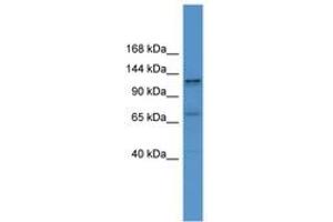 Image no. 1 for anti-ELKS/RAB6-Interacting/CAST Family Member 1 (ERC1) (AA 981-1030) antibody (ABIN6746596) (ERC1 antibody  (AA 981-1030))