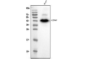 Western blot analysis of CD40/TNFRSF5 using anti-CD40/TNFRSF5 antibody (ABIN4886525). (CD40 antibody  (AA 21-193))