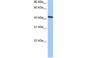WB Suggested Anti-TMEM118 Antibody Titration:  0. (RNFT2 antibody  (N-Term))