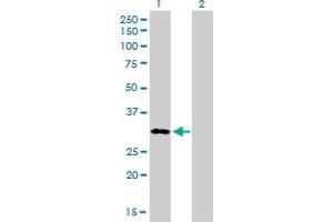 Western Blot analysis of MEOX1 expression in transfected 293T cell line by MEOX1 monoclonal antibody (M01), clone 1A10. (MEOX1 antibody  (AA 165-252))