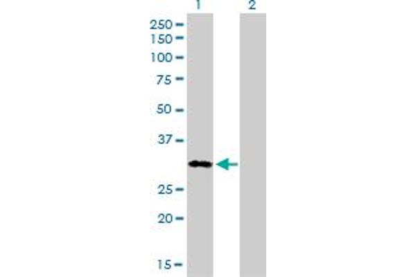 MEOX1 antibody  (AA 165-252)