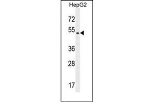 Western blot analysis of DPEP3 Antibody (C-term) in HepG2 cell line lysates (35ug/lane).