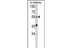Western blot analysis of SIL1 Antibody in mouse kidney tissue lysates (35ug/lane) (SIL1 antibody  (AA 99-126))