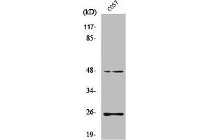 Western Blot analysis of COS7 cells using TGFβ3 Polyclonal Antibody (TGFB3 antibody  (Internal Region))
