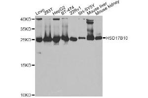 Western blot analysis of extracts of various cell lines, using HSD17B10 antibody. (HSD17B10 antibody  (AA 1-261))