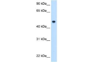 WB Suggested Anti-C8B Antibody Titration:  0.