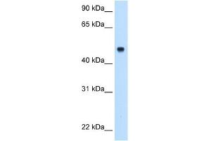 WB Suggested Anti-C8B Antibody Titration:  0. (C8B antibody  (Middle Region))