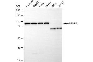 Western blotting analysis using PSMD2 antibody (ABIN7799949).