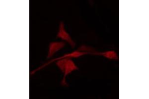 ABIN6268901 staining K562 by IF/ICC. (c-FOS antibody  (N-Term))