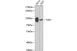 Western blot analysis of extracts of various cell lines using TGM1 Polyclonal Antibody at dilution of 1:1000.