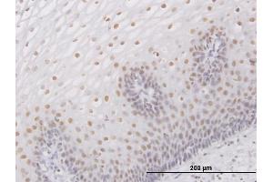 Immunoperoxidase of purified MaxPab antibody to SMARCB1 on formalin-fixed paraffin-embedded human esophagus. (SMARCB1 antibody  (AA 1-385))