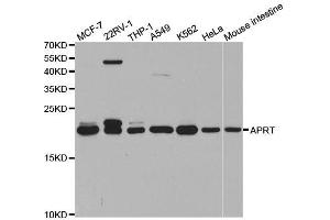 Western blot analysis of extracts of various cell lines, using APRT antibody.