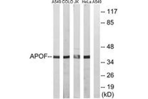 Western Blotting (WB) image for anti-Apolipoprotein F (APOF) (AA 221-270) antibody (ABIN2890124)