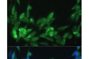 Immunofluorescence analysis of NIH-3T3 cells using LRPAP1 Polyclonal Antibody at dilution of 1:100 (40x lens). (LRPAP1 antibody)