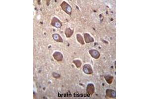 PCDHA3 Antibody (C-term) immunohistochemistry analysis in formalin fixed and paraffin embedded human brain tissue followed by peroxidase conjugation of the secondary antibody and DAB staining. (PCDHA3 antibody  (C-Term))