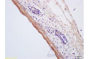 Formalin-fixed and paraffin embedded mouse embryo labeled with Anti-AQP7 Polyclonal Antibody, Unconjugated (ABIN741255) at 1:200, followed by conjugation to the secondary antibody and DAB staining (Aquaporin 7 antibody  (AA 251-342))