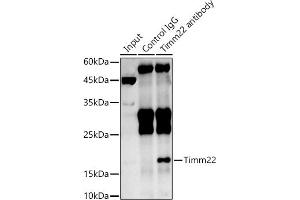 Immunoprecipitation analysis of 600 μg extracts of Rat brain cells using 3 μg Timm22 antibody (ABIN7270926).