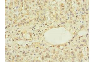 Immunohistochemistry of paraffin-embedded human adrenal gland tissue using ABIN7175982 at dilution of 1:100 (ZBTB43 antibody  (AA 165-467))