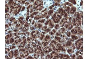 Image no. 1 for anti-Growth Arrest and DNA-Damage-Inducible, gamma (GADD45G) antibody (ABIN1497604) (GADD45G antibody)