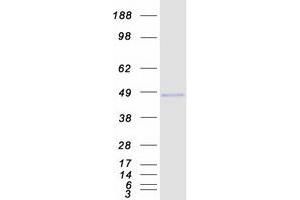 Validation with Western Blot (RNF34 Protein (Transcript Variant 2) (Myc-DYKDDDDK Tag))