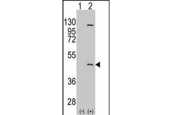 PRMT8 antibody  (C-Term)