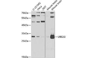 Western blot analysis of extracts of various cell lines, using UBE2J2 antibody (ABIN6132761, ABIN6149806, ABIN6149807 and ABIN6223156) at 1:1000 dilution. (UBE2J2 antibody  (AA 1-230))