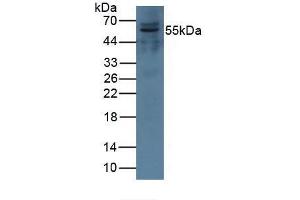 Western blot analysis of Pig Kidney Tissue. (Complement Factor I antibody  (AA 28-243))