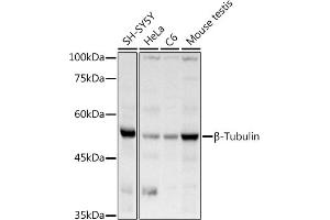 Western blot analysis of extracts of various cell lines, using β-Tubulin antibody (ABIN3020552, ABIN3020553 and ABIN3020554) at 1:1000 dilution.