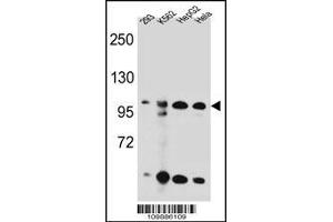 Western blot analysis in 293,K562,HepG2,Hela cell line lysates (35ug/lane). (KSR2 antibody  (C-Term))