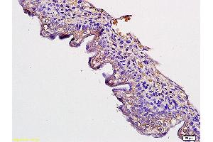 Formalin-fixed and paraffin embedded mouse embryo tissue labeled with Anti GPR124 Polyclonal Antibody, Unconjugated (ABIN763151) at 1:200 followed by conjugation to the secondary antibody and DAB staining (GPR124 antibody  (AA 1201-1303))