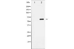 Western blot analysis of Cyclin B1 phosphorylation expression in UV treated Jurkat whole cell lysates,The lane on the left is treated with the antigen-specific peptide. (Cyclin B1 antibody  (pSer147))