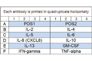 Image no. 1 for Human Th1/Th2 Array Q1 (ABIN625754)
