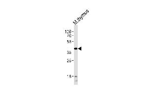 Western blot analysis of lysate from mouse thymus tissue lysate, using Mouse Tfap2a Antibody (Center) (ABIN1945094 and ABIN2838507). (TFAP2A antibody  (AA 134-166))